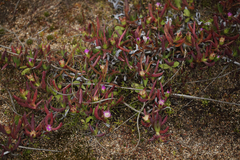Carpobrotus modestus