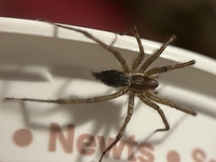 Agelenopsis