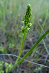 Microtis unifolia