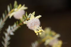 Pimelea suaveolens