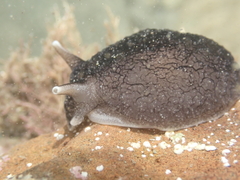 Pleurobranchaea maculata