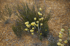 Pimelea suaveolens