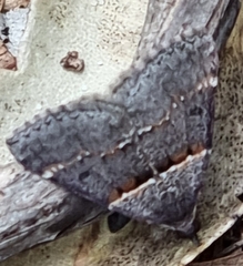 Dichromodes atrosignata