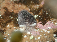 Pleurobranchaea maculata