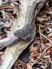 Dichromodes atrosignata