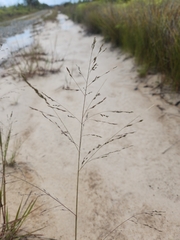Eragrostis curvula
