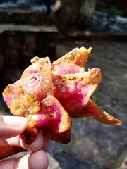Selenicereus undatus