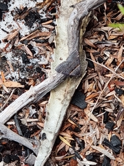 Dichromodes atrosignata