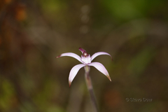 Caladenia hirta rosea