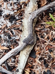 Dichromodes atrosignata