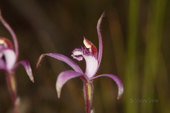 Caladenia hirta rosea