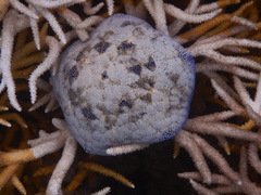 Culcita novaeguineae