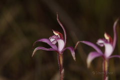 Caladenia hirta rosea