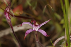 Caladenia hirta rosea