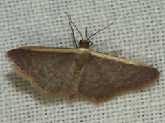 Idaea costaria