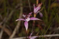 Caladenia hirta rosea