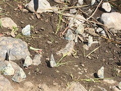 Euphilotes columbiae