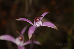 Caladenia hirta rosea