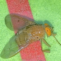 Ormia