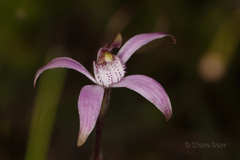 Caladenia hirta rosea