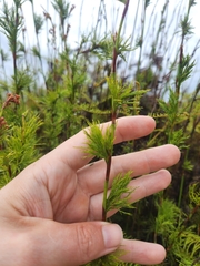 Baloskion tetraphyllum