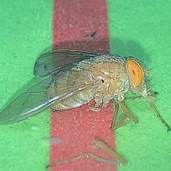 Ormia