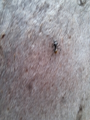 Camponotus aeneopilosus