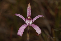 Caladenia hirta rosea
