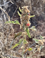 Sphaeralcea hastulata