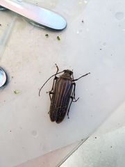 Prionoplus reticularis