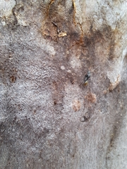 Camponotus aeneopilosus