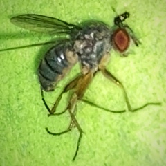Lindneromyia
