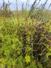 Baloskion tetraphyllum