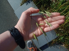 Avena barbata