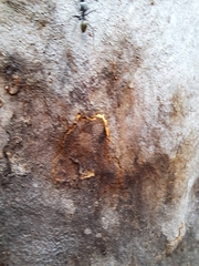 Camponotus aeneopilosus