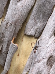 Leptomyrmex rufithorax