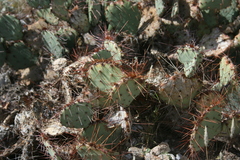 Opuntia phaeacantha