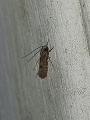 Acrolophinae