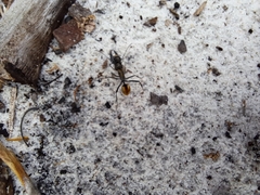 Polyrhachis brisbanensis