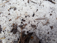 Polyrhachis brisbanensis