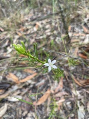 Philotheca queenslandica