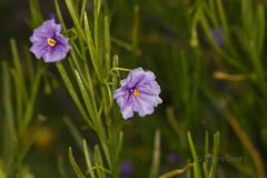 Solanum capsiciforme