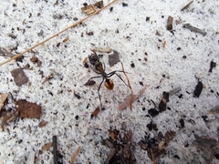 Polyrhachis brisbanensis