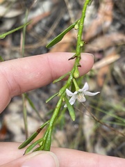 Philotheca queenslandica