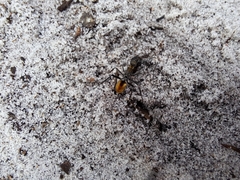 Polyrhachis brisbanensis