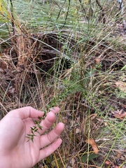 Daviesia umbellulata