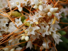 Cuscuta pacifica