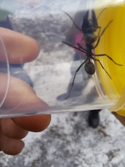 Polyrhachis brisbanensis