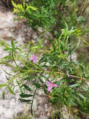 Boronia rivularis