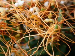 Cuscuta pacifica